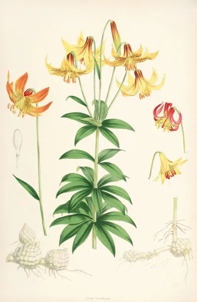 Lilium Canadense