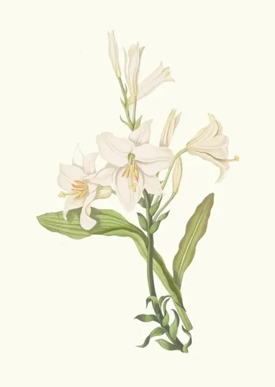 Lilium Candidum 2