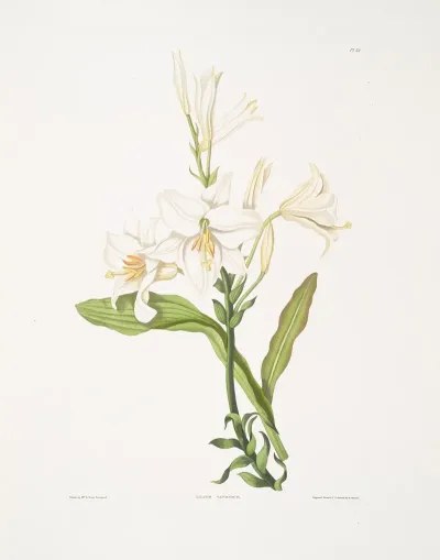 Lilium Candidum 4