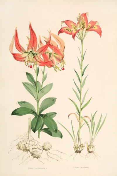 Lilium Carolinianum