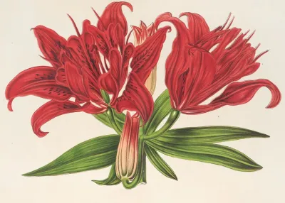 Lilium Fulgens Ch Morr Var Staminosum