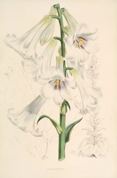 Lilium Giganteum