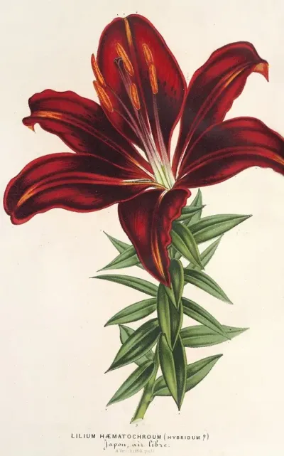 Lilium Haematochroum Hybridum