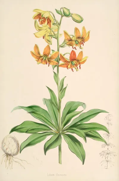 Lilium Hansoni