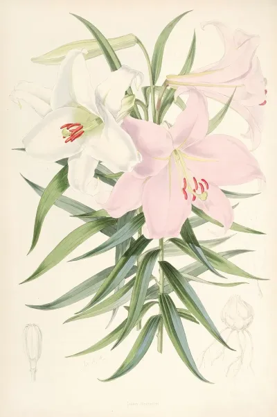 Lilium Japonicum 2