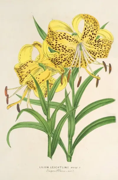 Lilium Leichtlinii