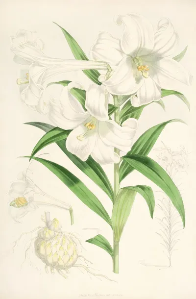 Lilium Lingiflorium