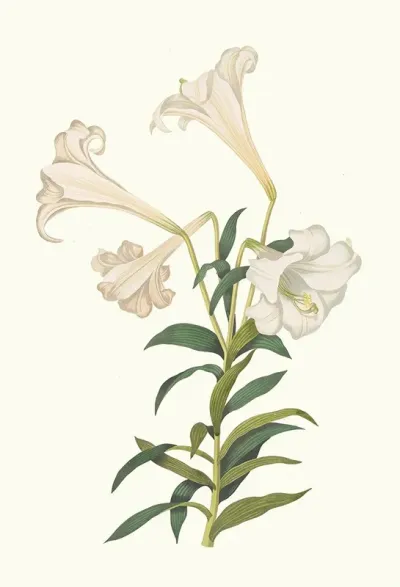 Lilium Longiflorum