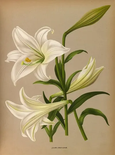 Lilium Longiflurum