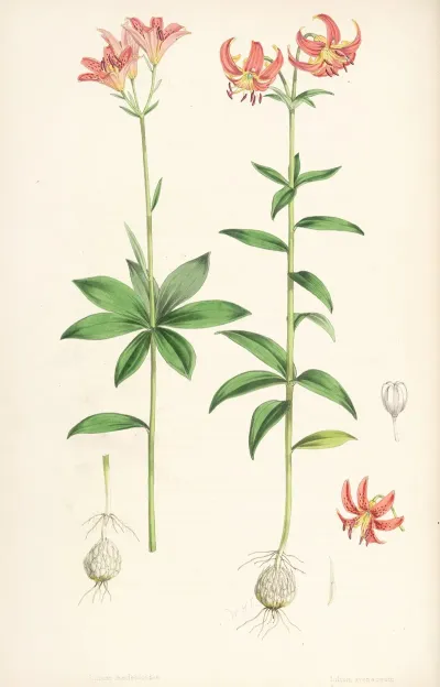 Lilium Medeoloides
