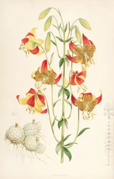 Lilium Pardalinum