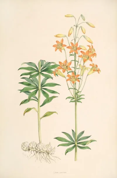 Lilium Parvum