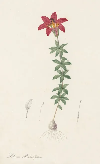 Lilium Philadelphicum 2