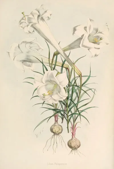 Lilium Philipinense