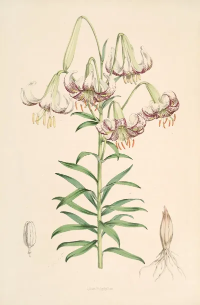 Lilium Polyphyllum