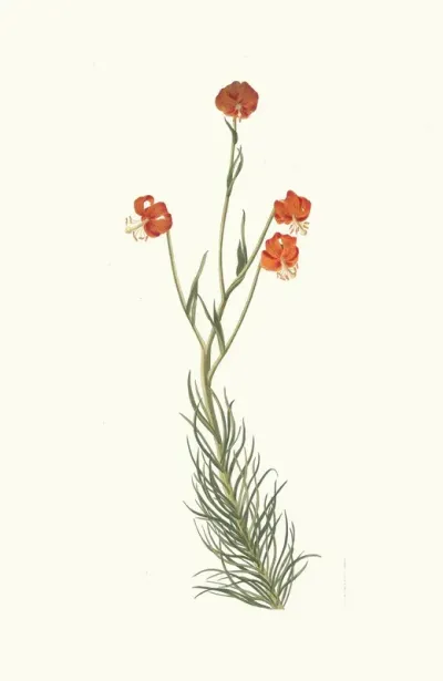 Lilium Pyrenaicum