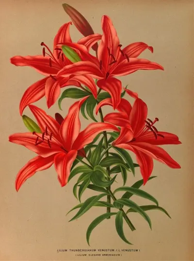 Lilium Thunbergianum Venustum L Venustum