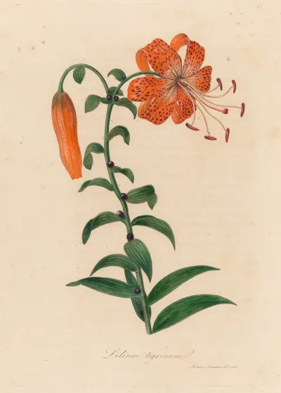 Lilium Tigrinum 3