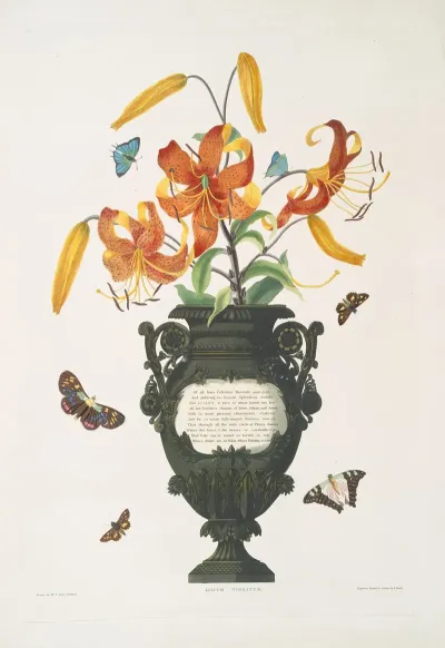 Lilium Tigrinum 4
