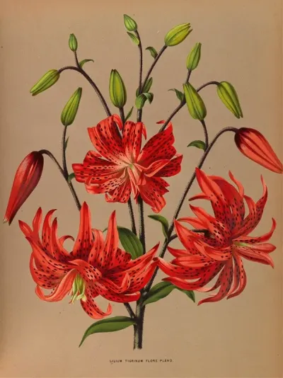 Lilium Tigrinum Flore Pleno