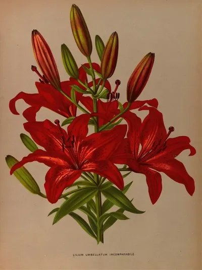 Lilium Umbellatum Incomparabile