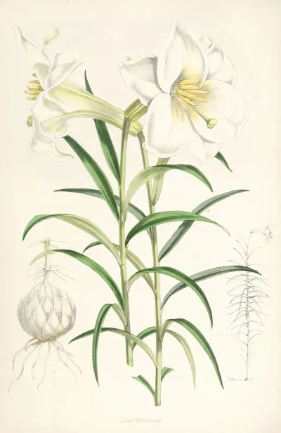 Lilium Wallichianum