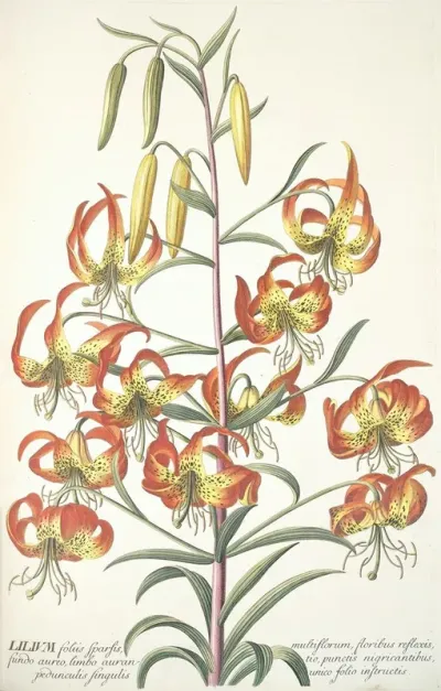 Lilium