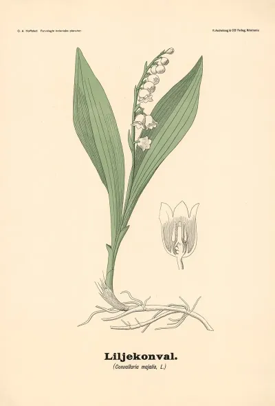 Liljekonval Convallaria Majalis L