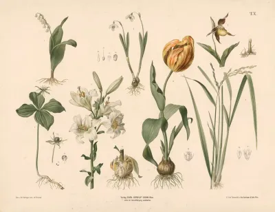 Liljekonval Vintergaek Kodriver Etbaer Lilje Tulipan Og Ris
