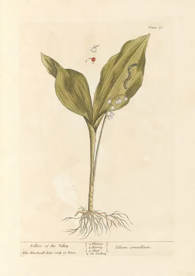 Lillies Of The Valley