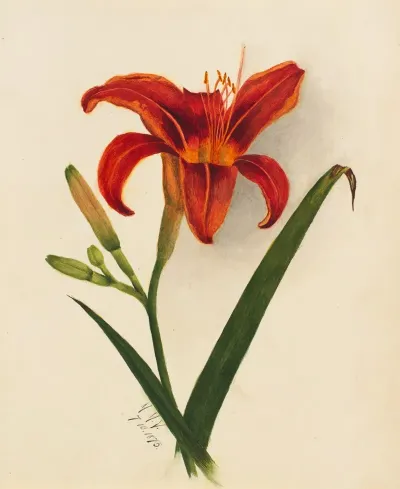 Lily 3