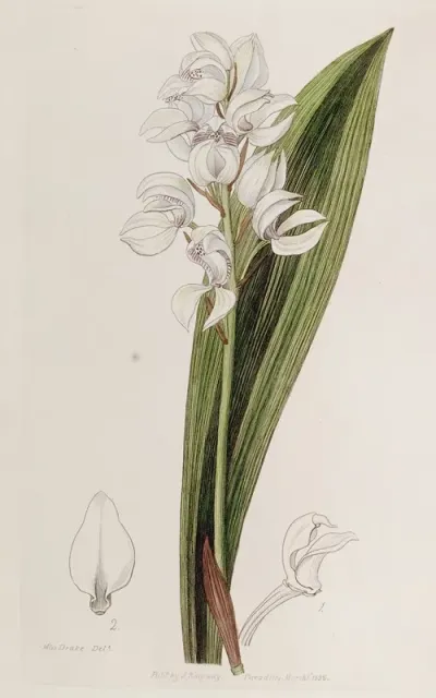 Lily Flowered Govenia