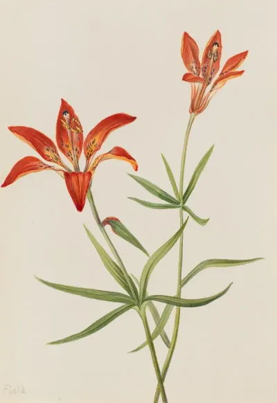 Lily Lilium Montanum