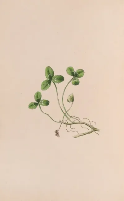 Lily Of The Valley