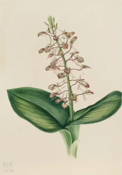 Lily Twayblade Liparis Liliifolia 2