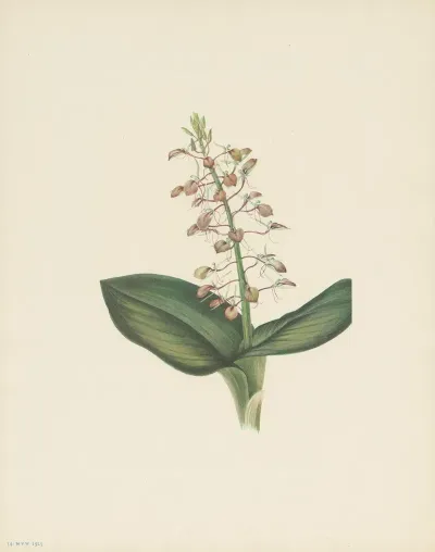 Lily Twayblade Liparis Liliifolia 3