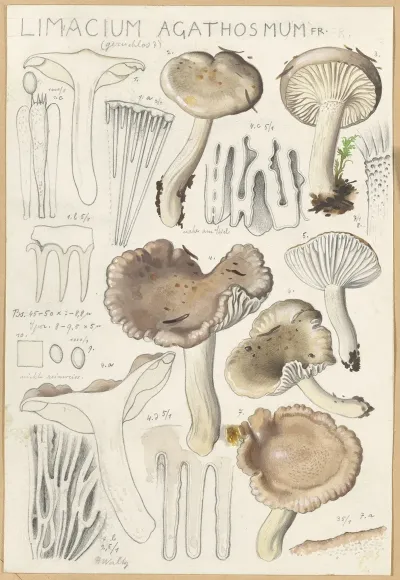 Limacium Agathosmum