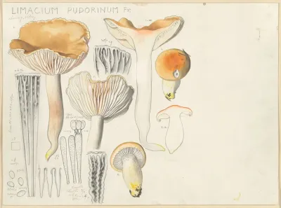 Limacium Pudorinum Fr