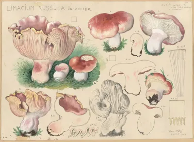 Limacium Russula Schaeffer