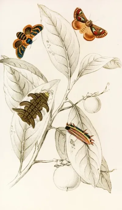 Limacodes Cippus Ecnomidea Pithecium
