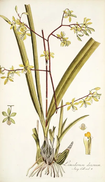 Limodorum Diurnum