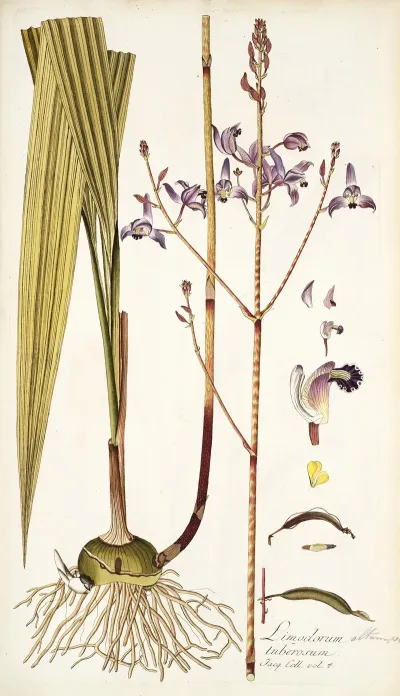 Limodorum Tuberosum