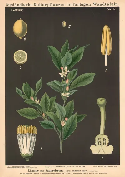 Limone Oder Sauercitrone Citrus Limonum Risso