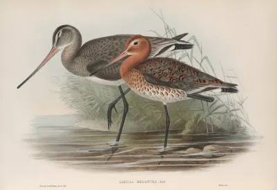Limosa Melanura Black Tailed Godwit