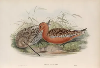 Limosa Rufa Bar Tailed Godwit