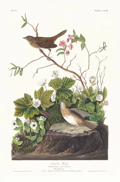 Lincoln Finch