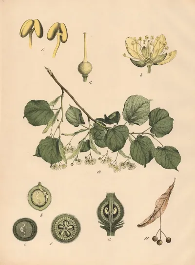 Linde