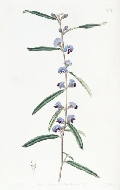 Linear Leaved Lanceolate Hovea