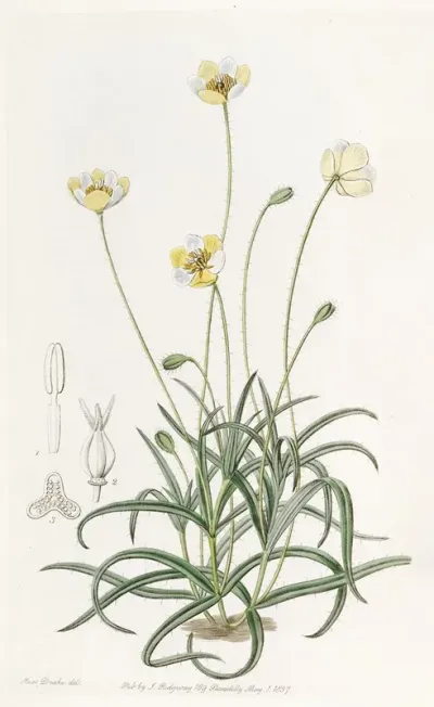 Linear Leaved Platystigma