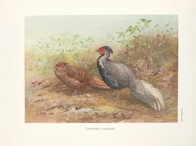 Lineated Lakeege Gennaeus Lineatus